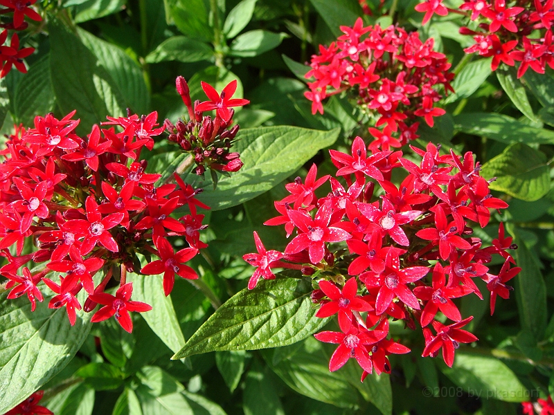 191 Longwood Gardens [2008 August 23].JPG - Longwood Gardens in Pennsylvania